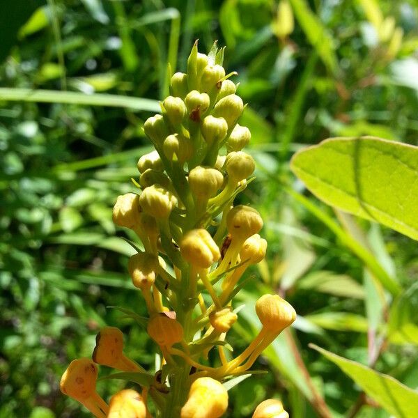 Platanthera ciliaris Blomst