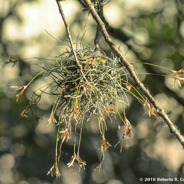 Tillandsia recurvata Flor