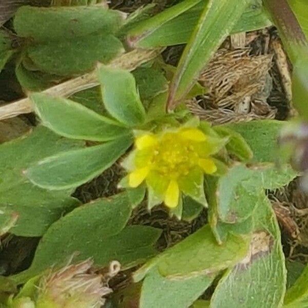 Sibbaldia procumbens Кветка