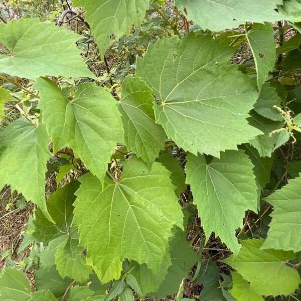 Vitis riparia Folha