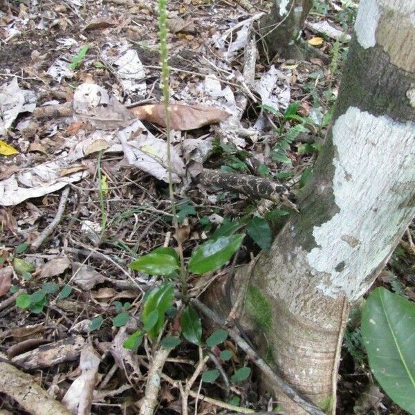 Hetaeria oblongifolia Hábitos