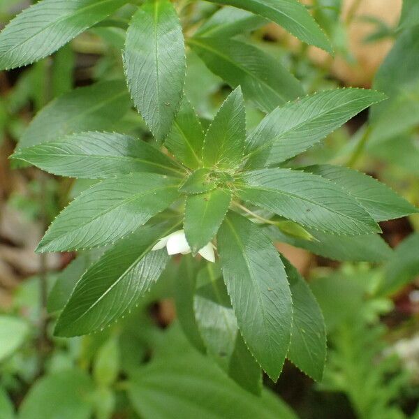 Sauvagesia erecta Blad