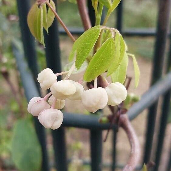 Akebia quinata Flower