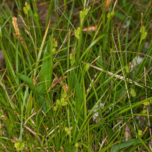 Carex pallescens Pokrój