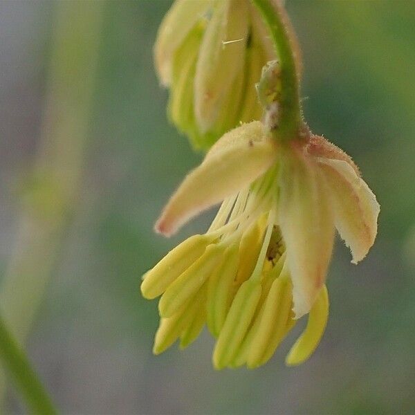 Thalictrum minus 花