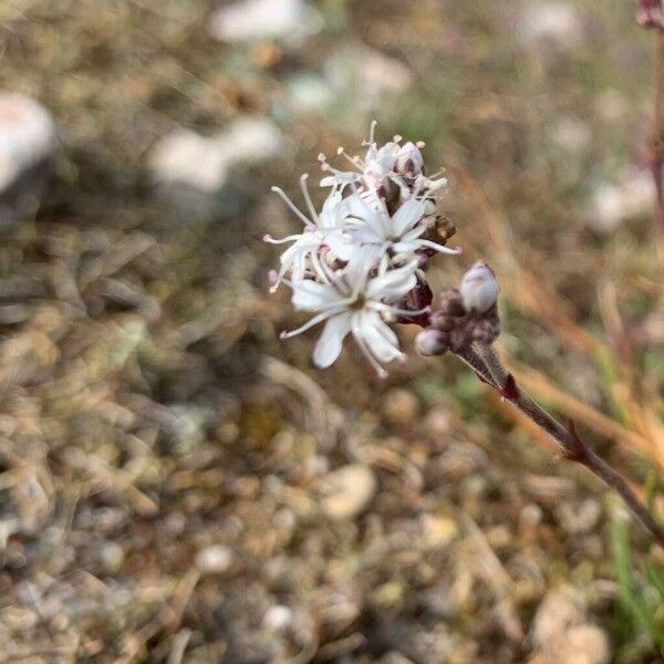 Gypsophila fastigiata Flower