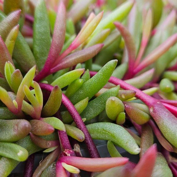 Delosperma cooperi पत्ता