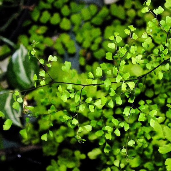 Adiantum capillus-veneris Листок