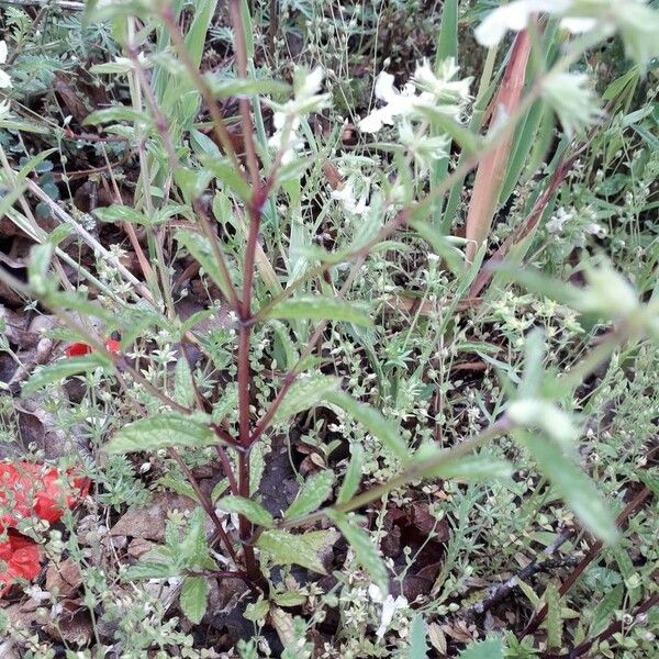 Stachys annua Leaf