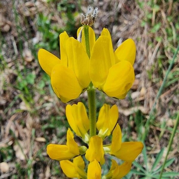 Lupinus luteus Квітка