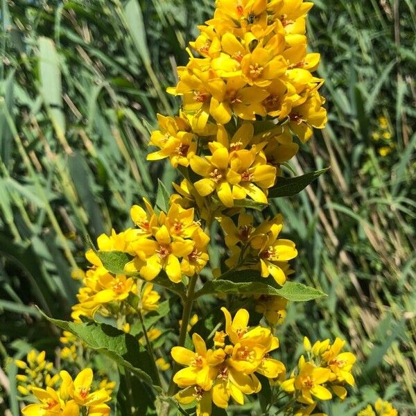 Lysimachia vulgaris Flower