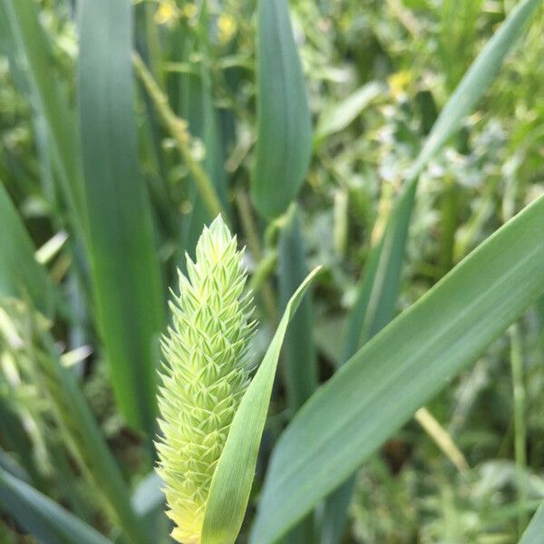 Phalaris minor Blomma