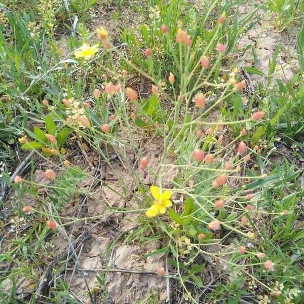 Bongardia chrysogonum 花