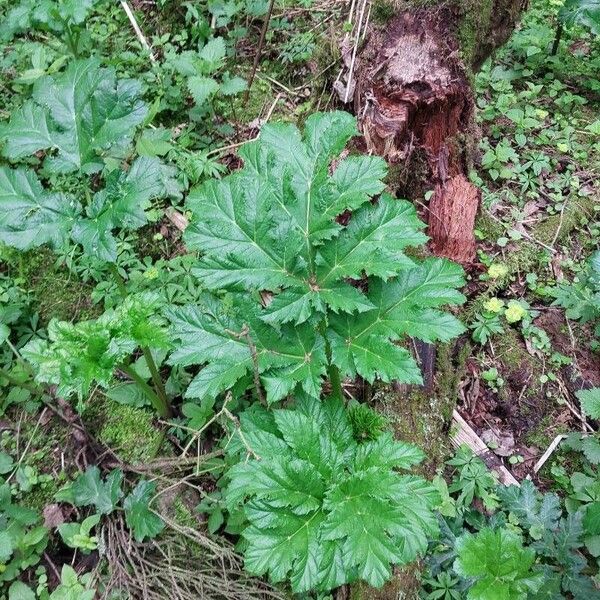 Heracleum sosnowskyi برگ