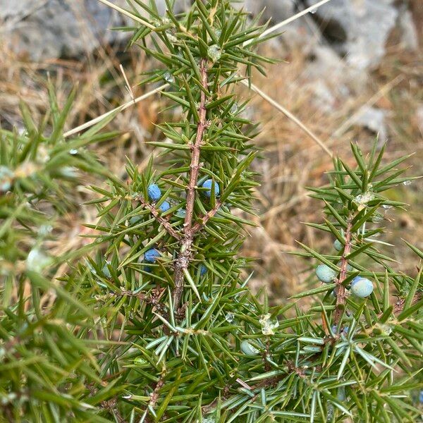 Juniperus communis Λουλούδι