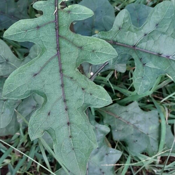 Solanum campechiense Liść