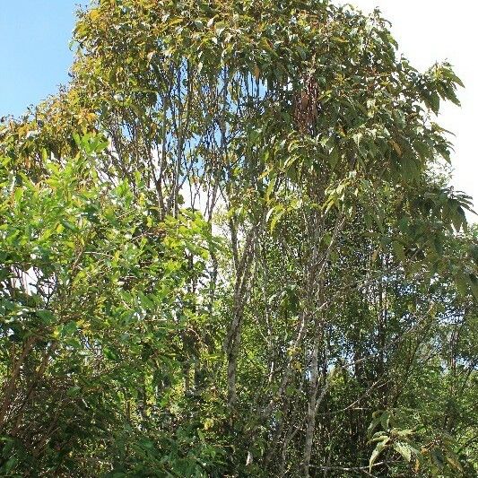 Dombeya punctata Alkat (teljes növény)