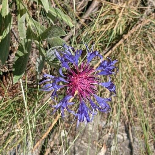 Centaurea triumfettii Flors