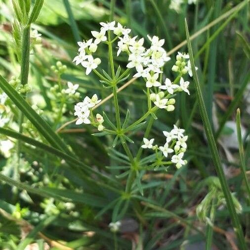 Galium anisophyllon Floare