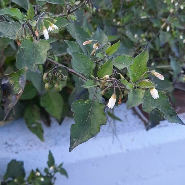 Solanum villosum ഇല