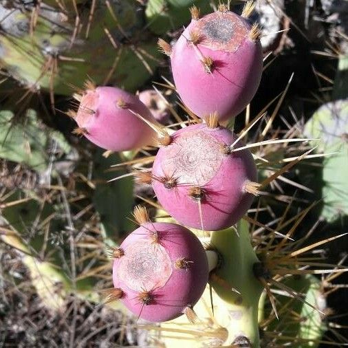 Opuntia stricta Fruit