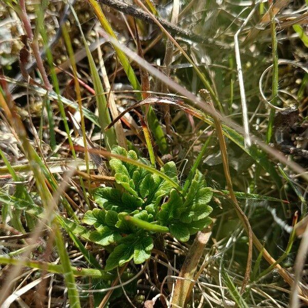 Botrychium lanceolatum Лист