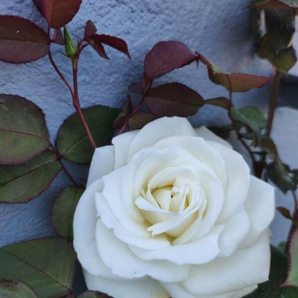 Rosa sempervirens Fleur