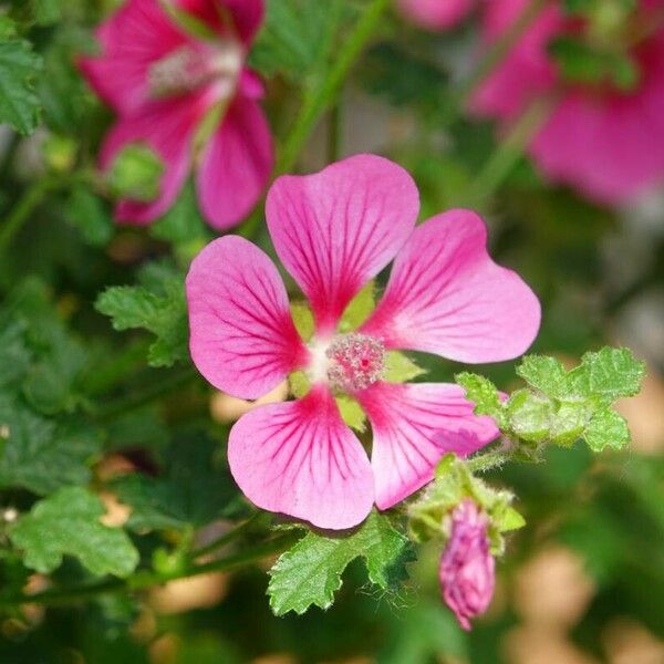 Anisodontea capensis Autre