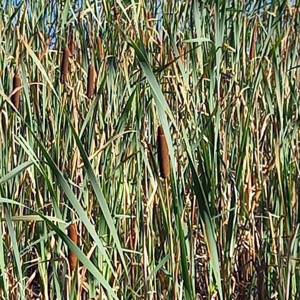 Typha latifolia ᱛᱟᱦᱮᱸ