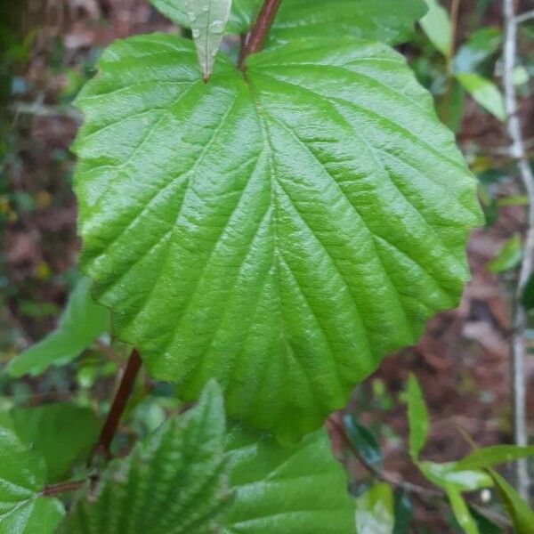 Viburnum dentatum List