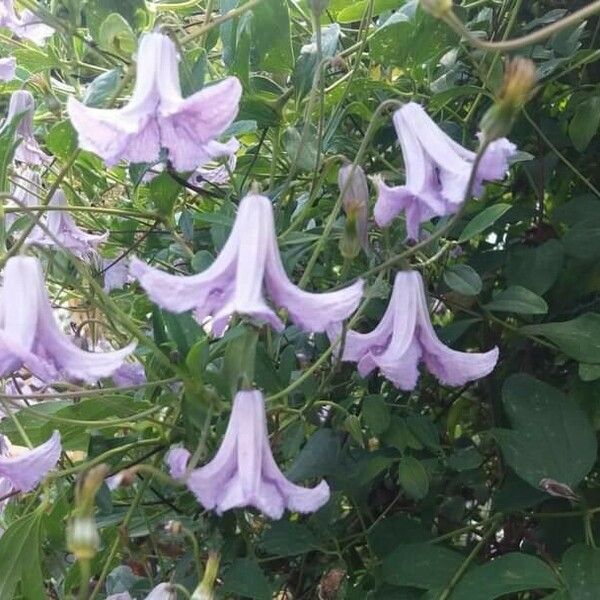 Clematis crispa Flor