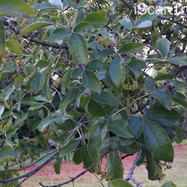 Vitex rehmannii Folla