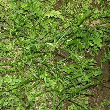 Cyperus simplex Habitus