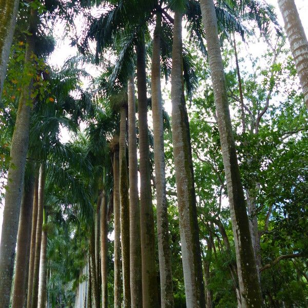 Roystonea borinquena Plante entière