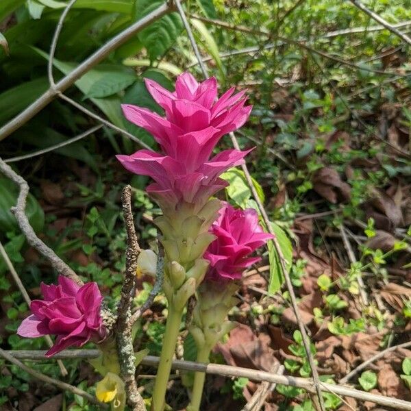 Curcuma aromatica പുഷ്പം