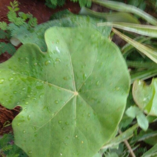 Jatropha podagrica ഇല