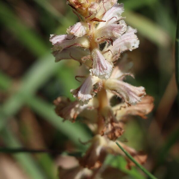 Orobanche picridis Flower