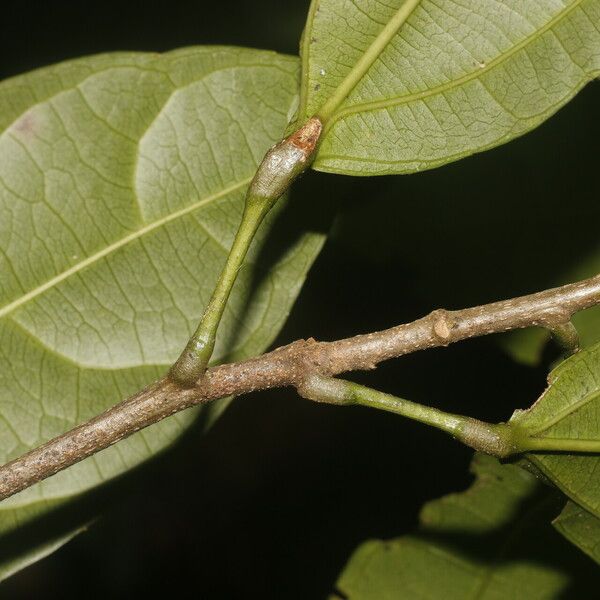 Hasseltia floribunda Koor