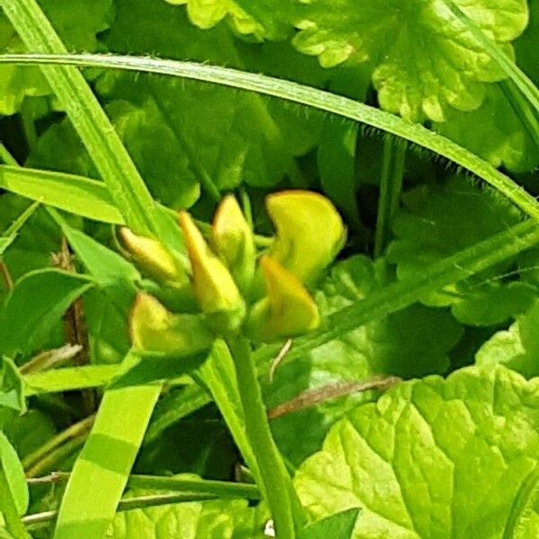 Lotus pedunculatus Flower