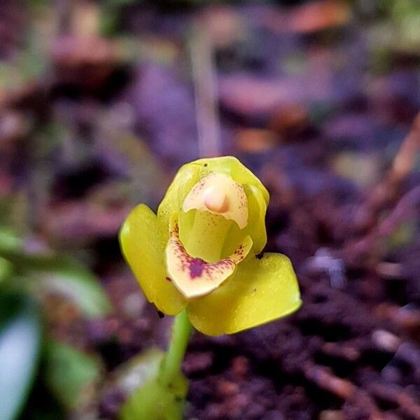 Maxillaria moralesii Cvet