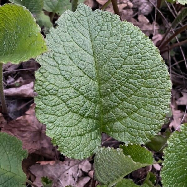 Trachystemon orientalis Leaf