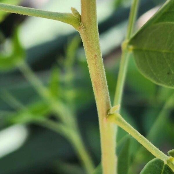 Glycyrrhiza glabra Bark