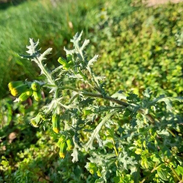 Senecio sylvaticus Leaf