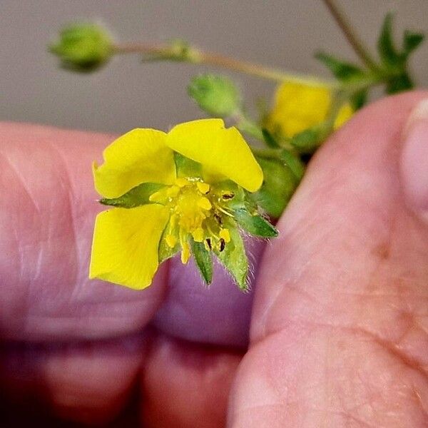 Potentilla verna फूल