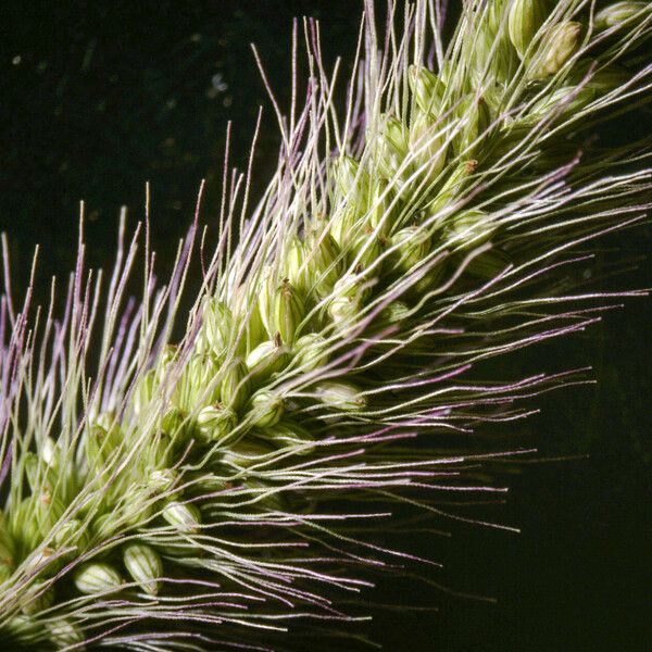 Setaria viridis Ffrwyth