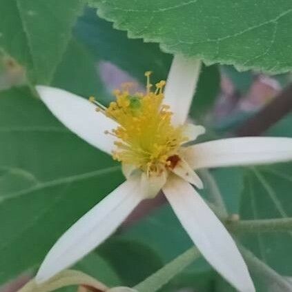 Grewia laevigata Flower