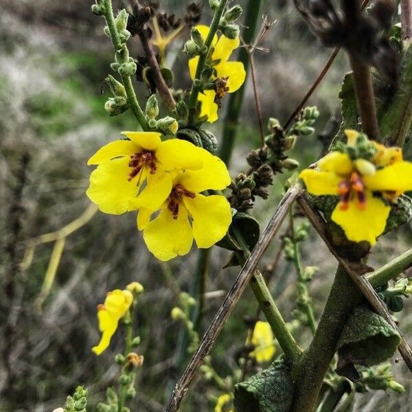 Verbascum sinuatum Blodyn