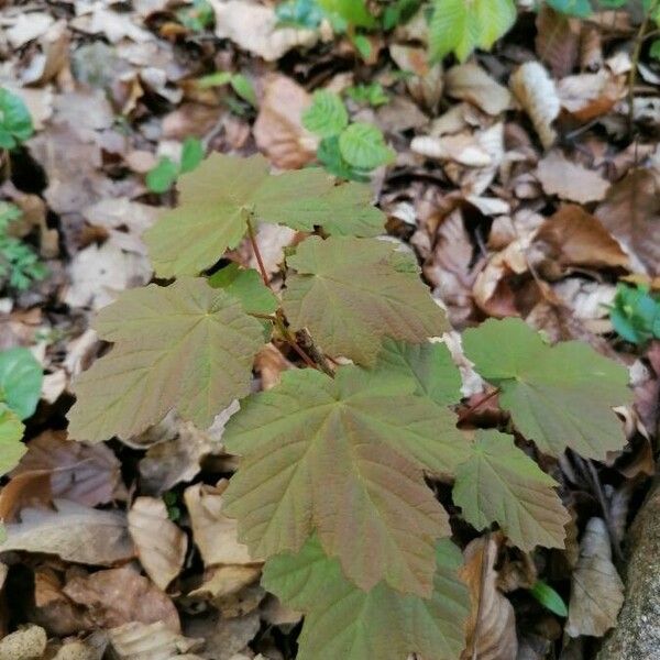 Acer opalus Hoja