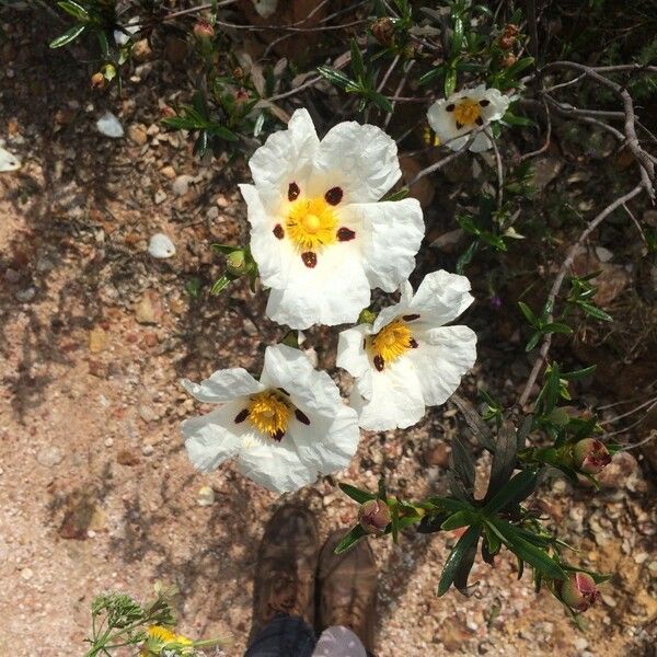 Cistus ladanifer Λουλούδι