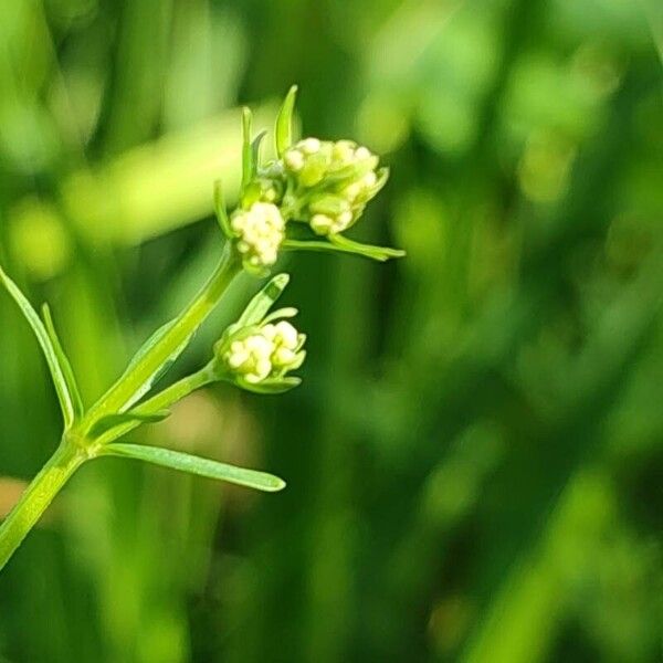 Galium palustre Flower